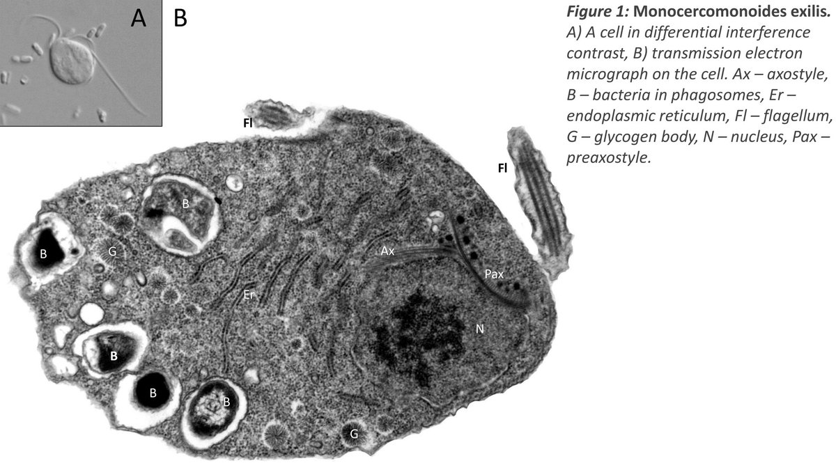 yungkingmito's tweet image. Alien Eukaryote: The Cell That Lost Its Mitochondria
Life’s smallest rooms are predictable. Peer inside any eukaryotic cell and you’ll find the same architecture repeated: nucleus for information, endoplasmic reticulum for traffic, Golgi for packaging, and somewhere near the…