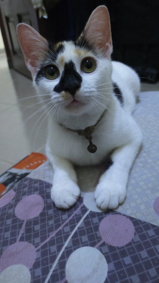 seokjinnoonaaa's tweet photo. @kochengfs Tidaaaak doong. Dari awal gue rescue dari pasar tahun lalu, pas sampe rumah langsung pandai pup pip di pasir. Sampe skrg gak pernah yg namanya pup pip sembarangan. Soalnya dia anggunly dan cantikly😍😍 https://t.co/cBswCLS4Y6
