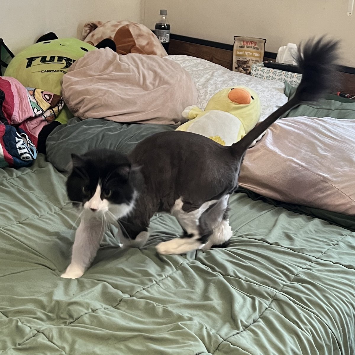 walkupkitties's tweet image. WHAT DID THEY DO TO MY BOY!!!