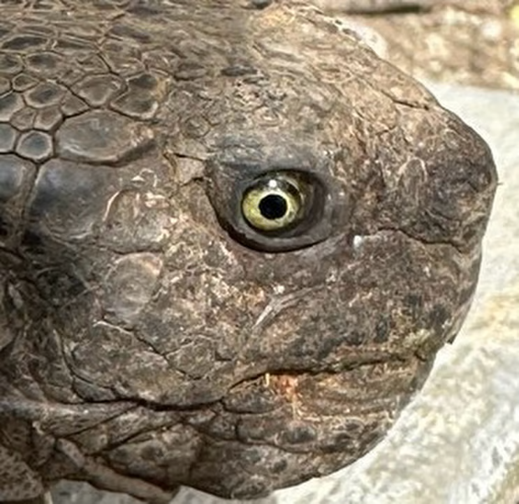 tortoise_on_fc's tweet image. GM

Big Week