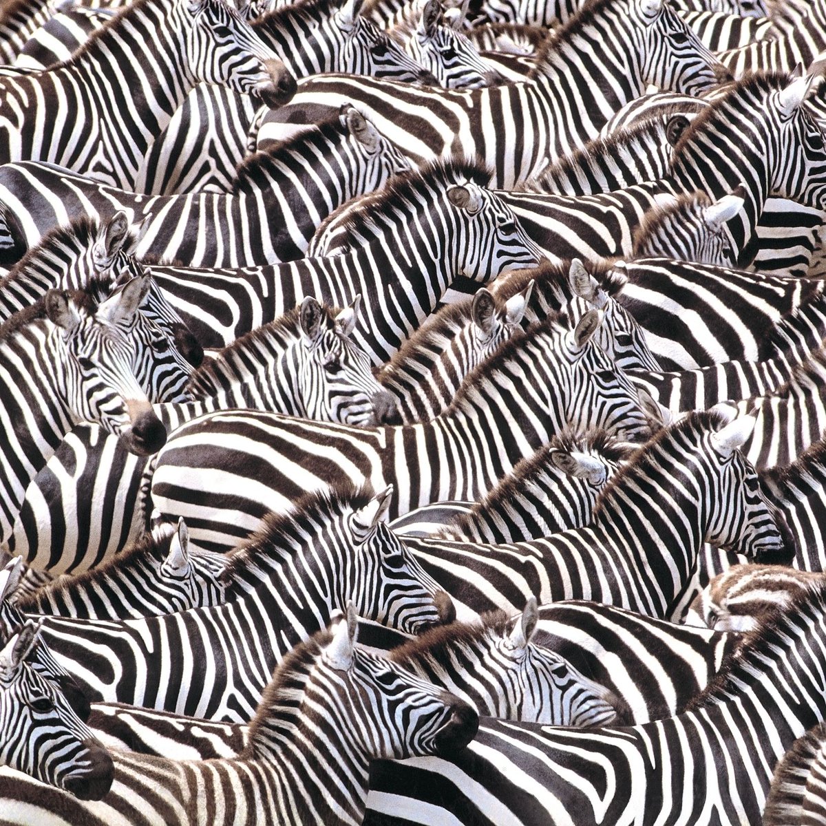 10 Sad Reasons People Like Being in a Crowd 😔👥. 

The "Bell Curve" 📊 shows society’s masses in the middle, finding comfort &amp; identity. 

Why stay in the crowd? 🤔 

👉🏻 buff.ly/tRBqHZU