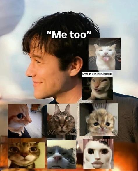 smol silly cat tweet media