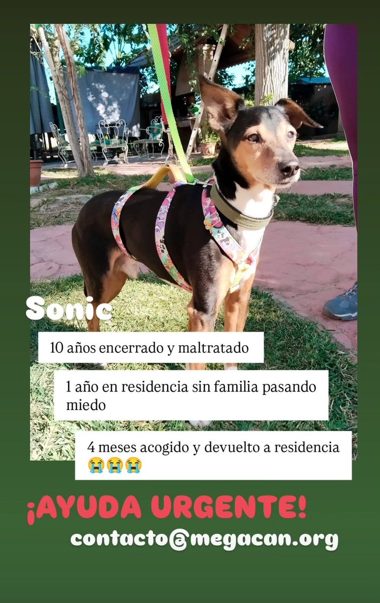 ‼️URGENTE SONIC‼️
Está de vuelta en el chenil, urge adopción o acogida en SEVILLA, fue maltratado y tiene mucho miedo 😭😭😭
Contactar con MEGACAN en email
contacto@megacan.org