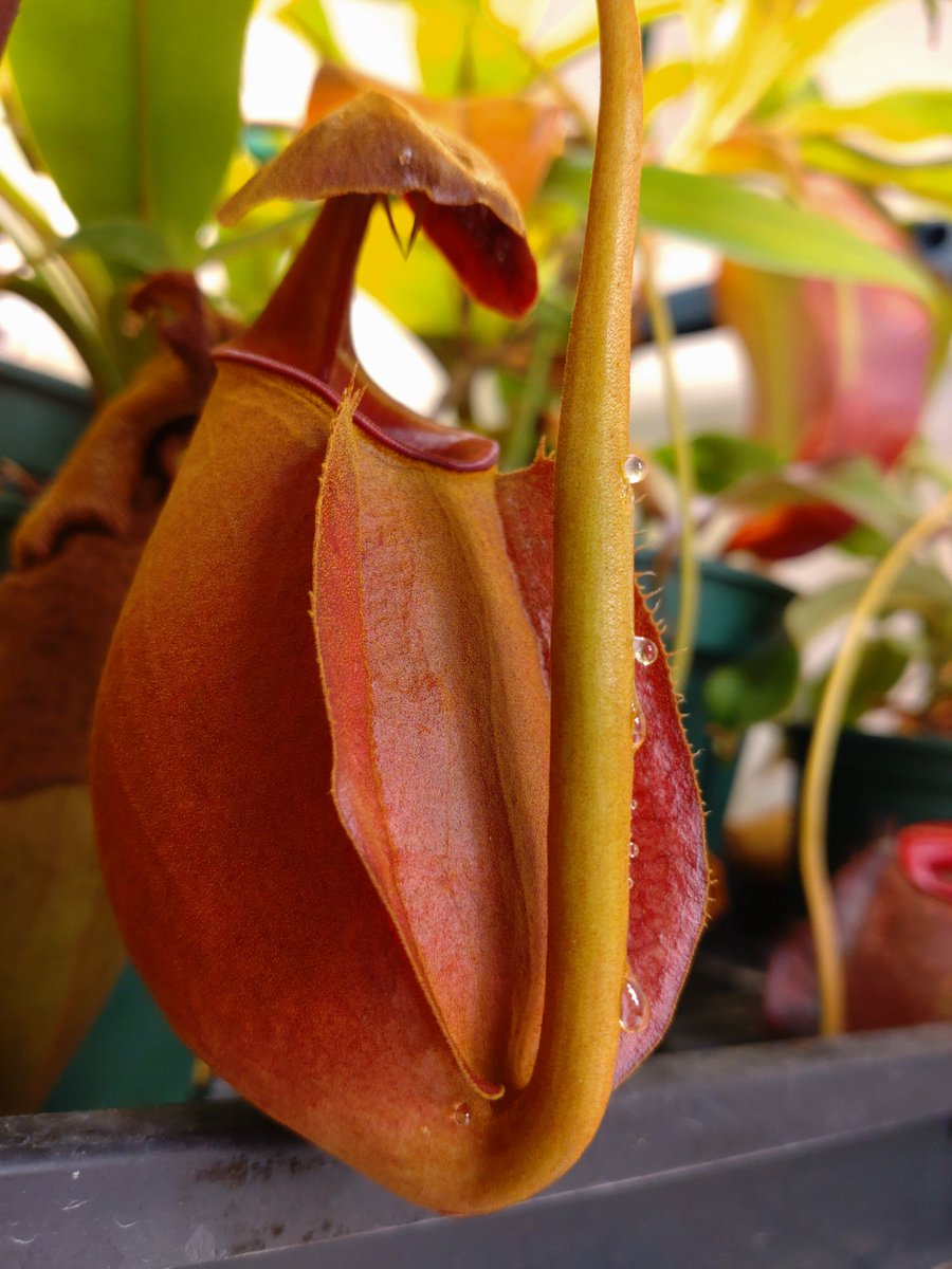 【一部除き交渉可能！】Rima♡ NEW 1/64 頭文字D セットVol.22 藤原拓海トレノ(AE86) & 藤原