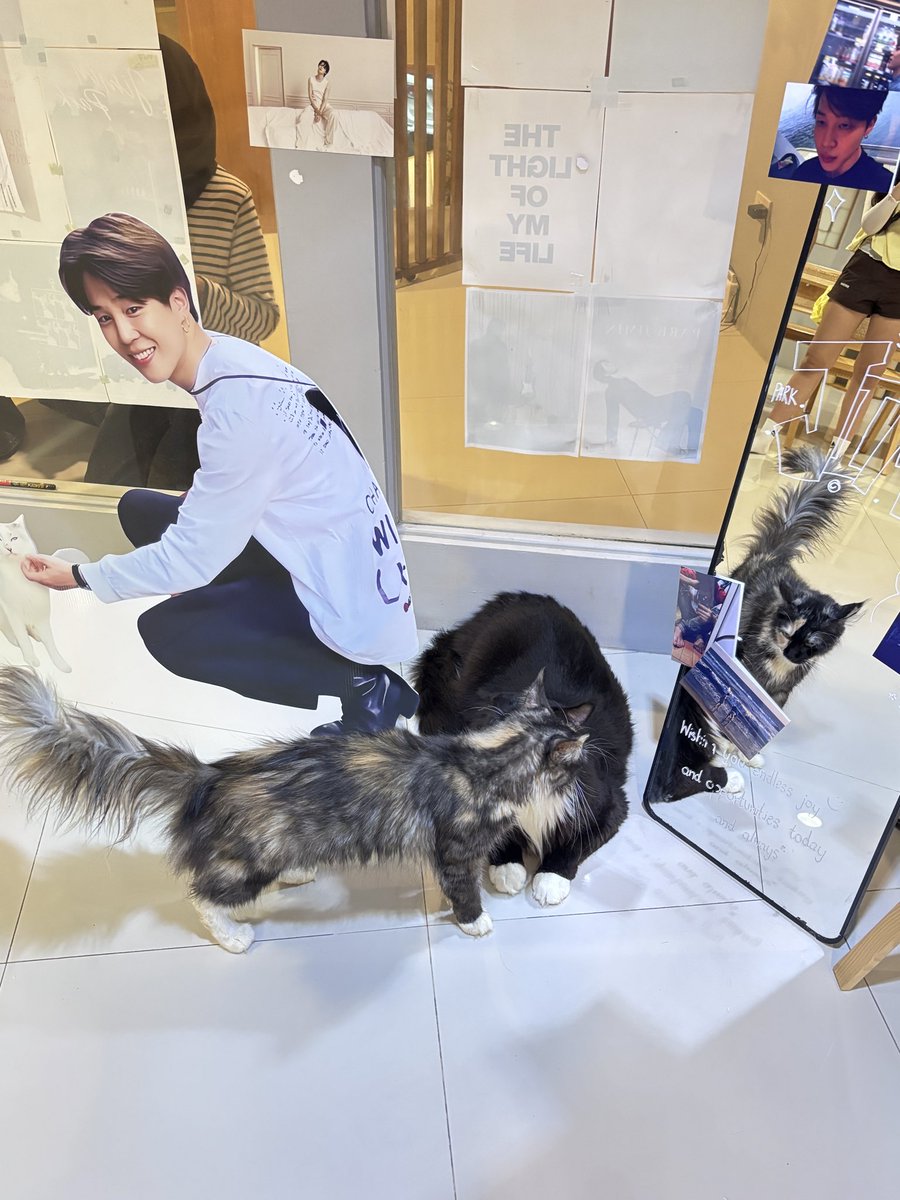 JungTae_7's tweet image. มาเติมแมวกันรึยางงง💖 #lightofmylifepjm