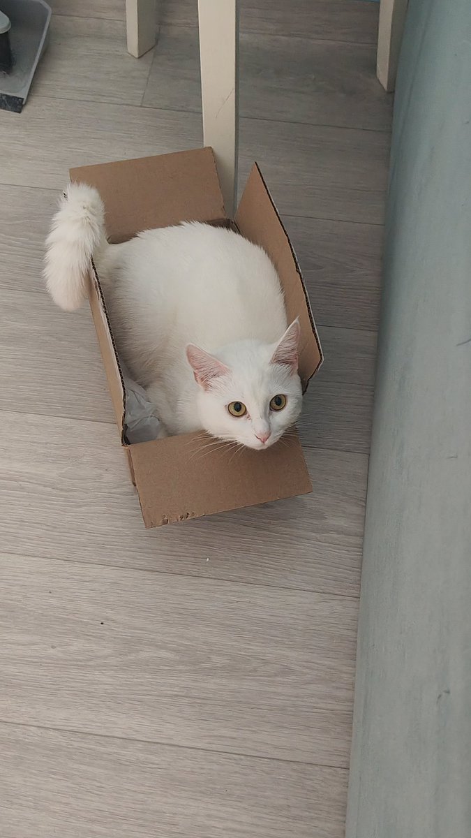 Очень хуëво. Хочу сдохнуть. Дома сабоки и кошочка и меня трясëт что я не смогу их содержать.