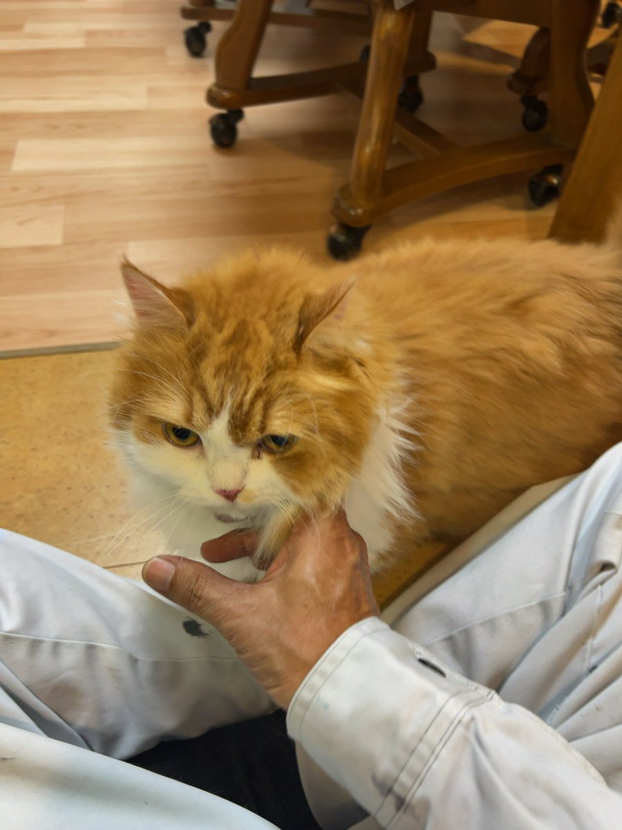 SecretsOfSilent's tweet photo. 「触っていいって言ったけど、嬉しいとは言ってな��」

#猫 #猫のいる暮らし #猫好きさんと繋がりたい #癒し #猫の気まぐれ #ツンデレ猫 https://t.co/dAlP6R3pya