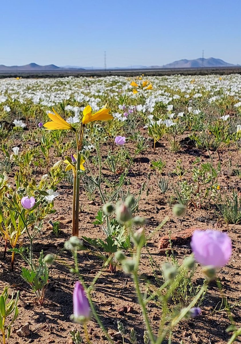 ¡Ya está aquí el Desierto Florido! 🌸 Cuidemos juntos este patrimonio natural de Chile.

Disfruta el Desierto Florido con responsabilidad: no ingreses en auto, camina solo por senderos habilitados, no arranques flores ni semillas y respeta la fauna local.