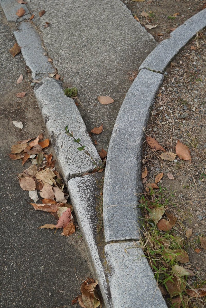 roji_shi's tweet image. 分岐する縁石を見つけて喜ぶ不審者
（しかも天然石…👀!）