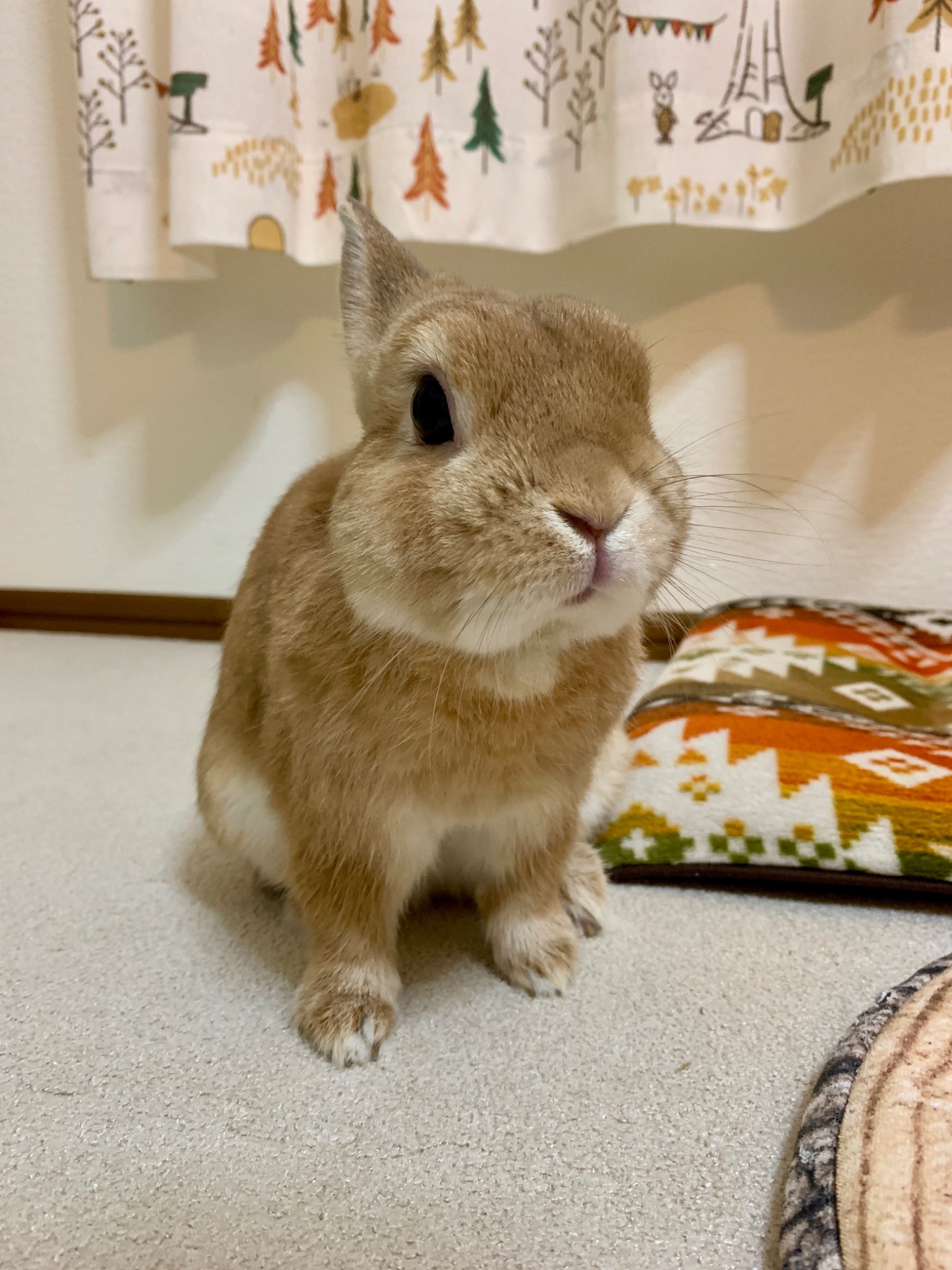 くま@Meister Tax AND Accounting on X: 