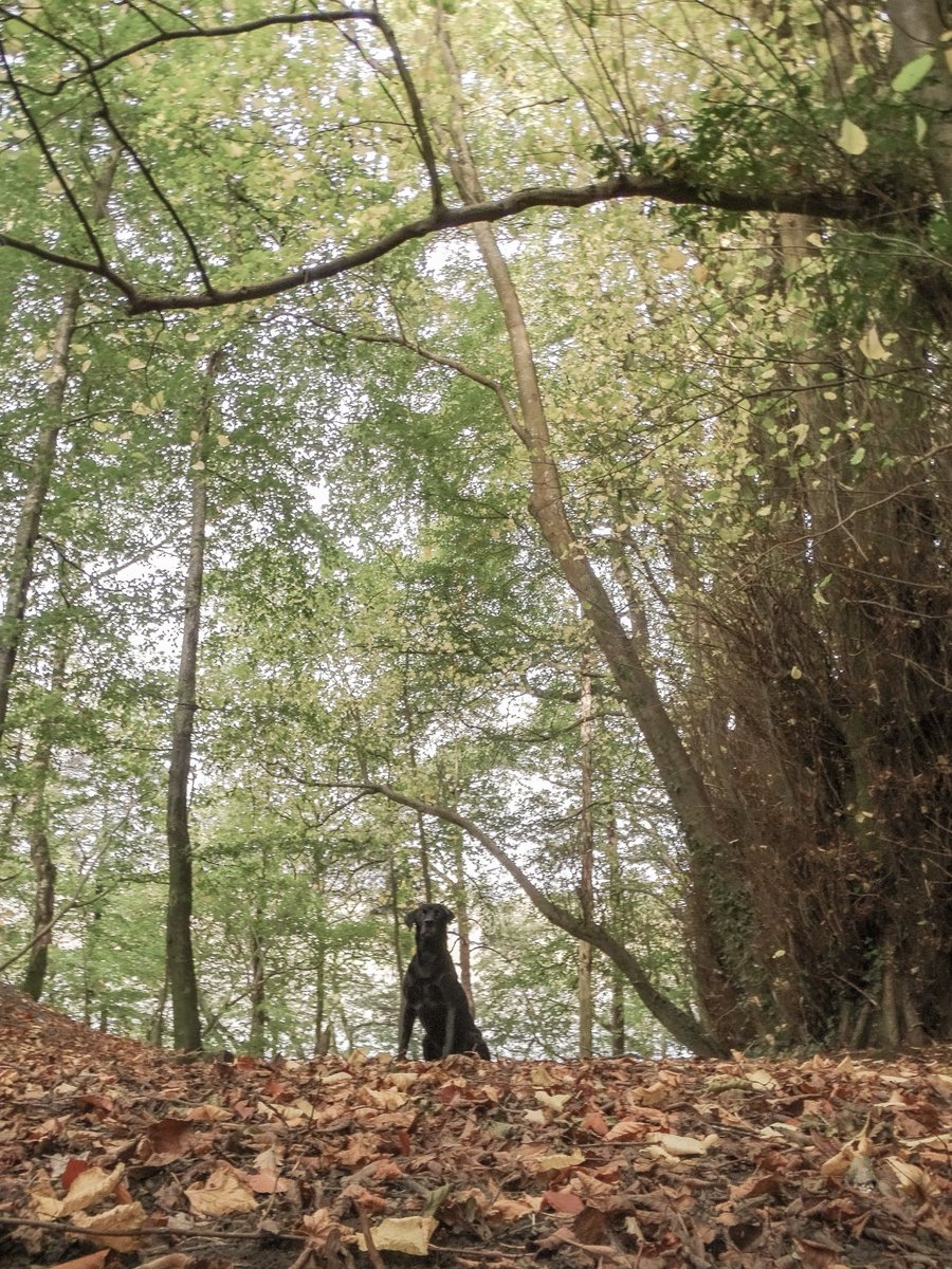 ⚽️Leo the Bangor dog🏴󠁧󠁢󠁷󠁬󠁳󠁿 tweet media