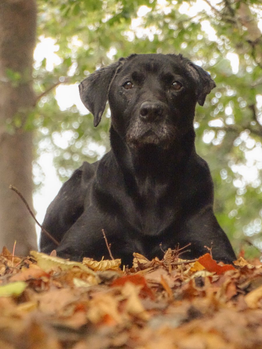 ⚽️Leo the Bangor dog🏴󠁧󠁢󠁷󠁬󠁳󠁿 tweet media
