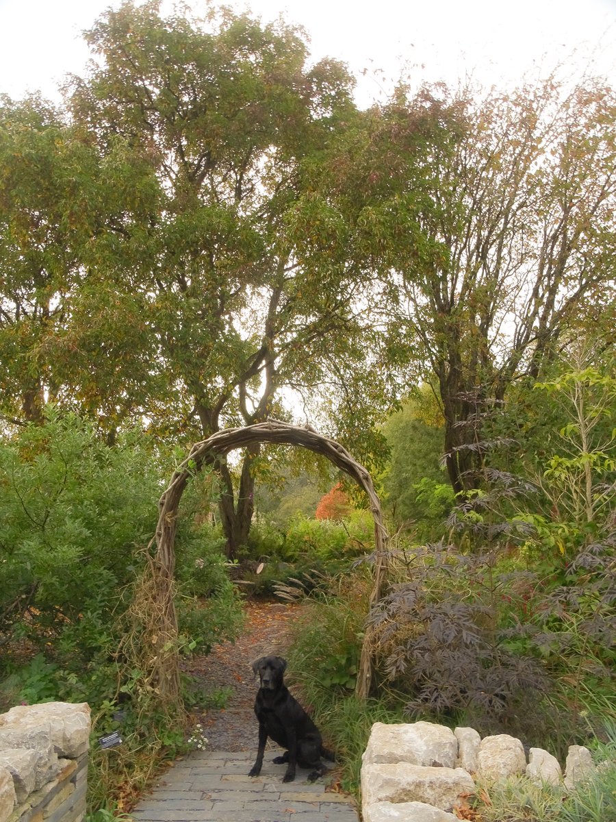 ⚽️Leo the Bangor dog🏴󠁧󠁢󠁷󠁬󠁳󠁿 tweet media