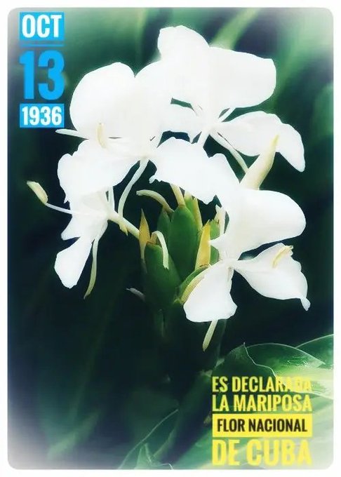 13 de octubre de 1936 se declara la Mariposa, como flor Nacional de Cuba, está frágil y hermosa flor de una blancura mágica representa la pureza de los ideales independentistas y simboliza la paz. #Cuba
#CubaViveEnSuHistoria.