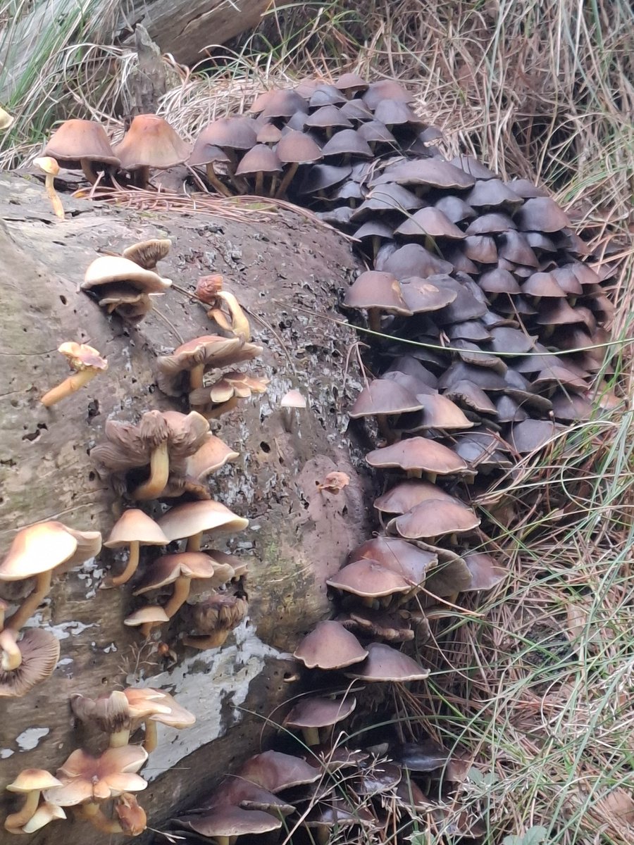 Tony Schipper tweet media