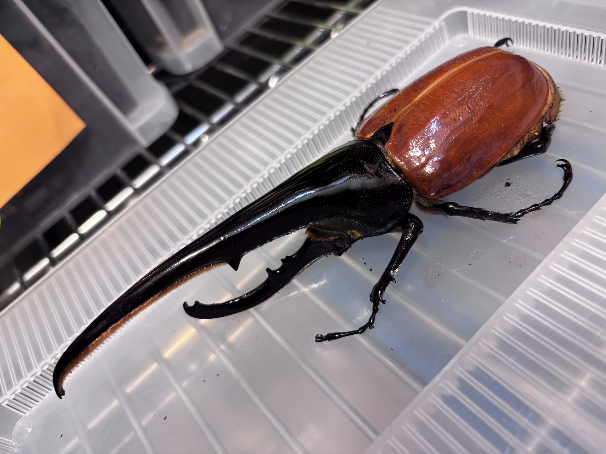 ヘラクレスヘラクレス
ブルー系標本 ☆極太極短☆超パチセラス☆ヘラクレスヘラクレス☆♂124mm