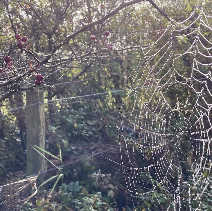 air pressure has kept the cold temperatures down under the blanket of cloud, whilst I have enjoyed chasing inversions in the past its been nice just noticing some little things closer to home including defrosting of cobwebs on my lunch break 😁 #autumn #nature #lakedistrict