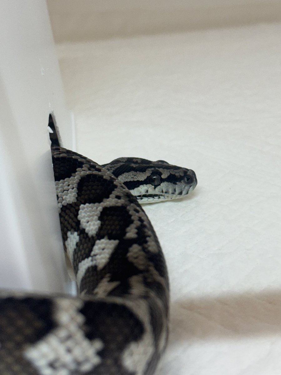 ryo_python's tweet image. イケメン(♀)