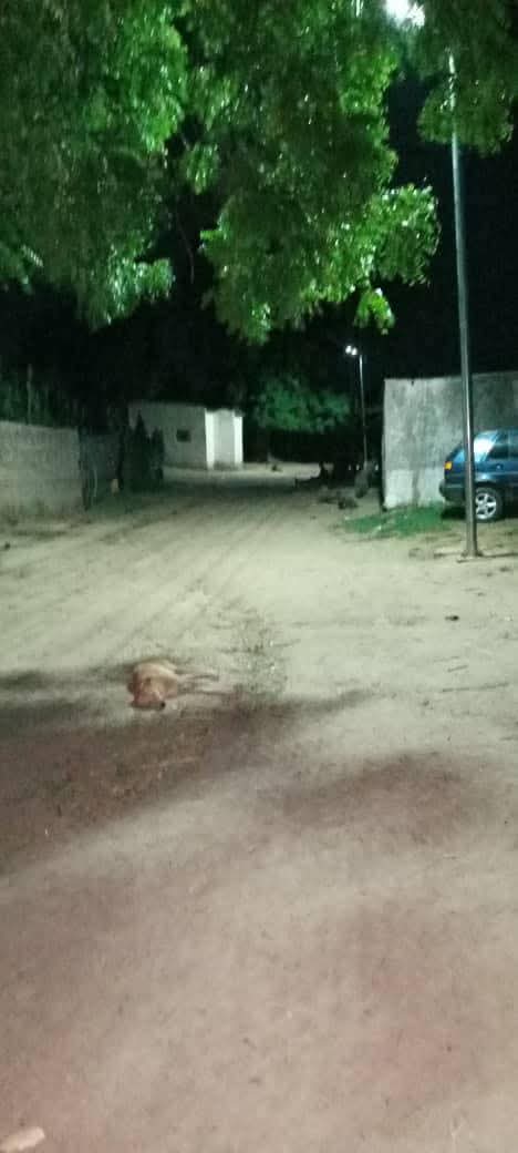 BMB1_Official's tweet image. NEDC Illuminates Gujba East, as Peace Returns to Communities

facebook.com/share/p/16Hfpv…

#NEDC:WinningTogether