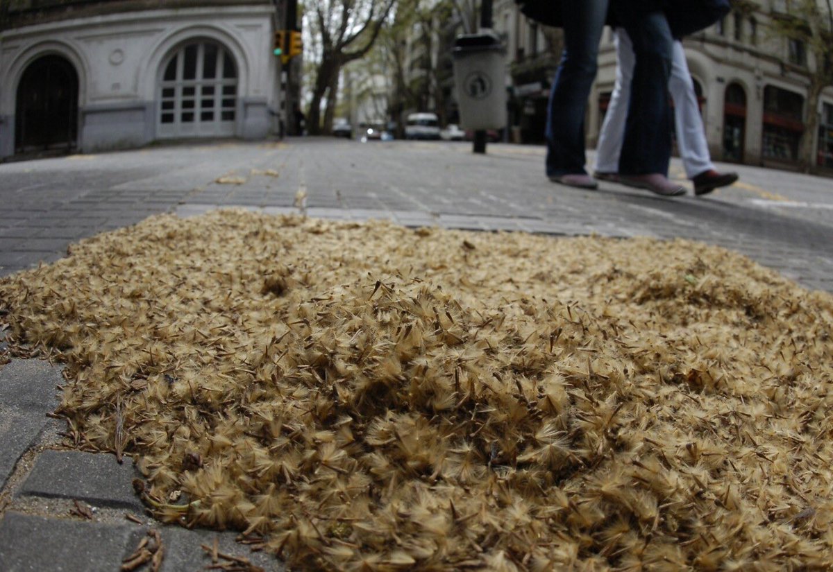 Matias Nisenson (@matiasnisenson) on Twitter photo Señor presidente <a href="/JMilei/">Javier Milei</a>,
Con el mayor de los respetos le hago llegar este mensaje con una propuesta tan simple como concreta: tale todos los plátanos de la ciudad, señor presidente. Un país con alergia no puede ser primer mundo jamás. 2 de cada 5 adultos estornuda. Haga los Señor presidente <a href="/JMilei/">Javier Milei</a>,
Con el mayor de los respetos le hago llegar este mensaje con una propuesta tan simple como concreta: tale todos los plátanos de la ciudad, señor presidente. Un país con alergia no puede ser primer mundo jamás. 2 de cada 5 adultos estornuda. Haga los