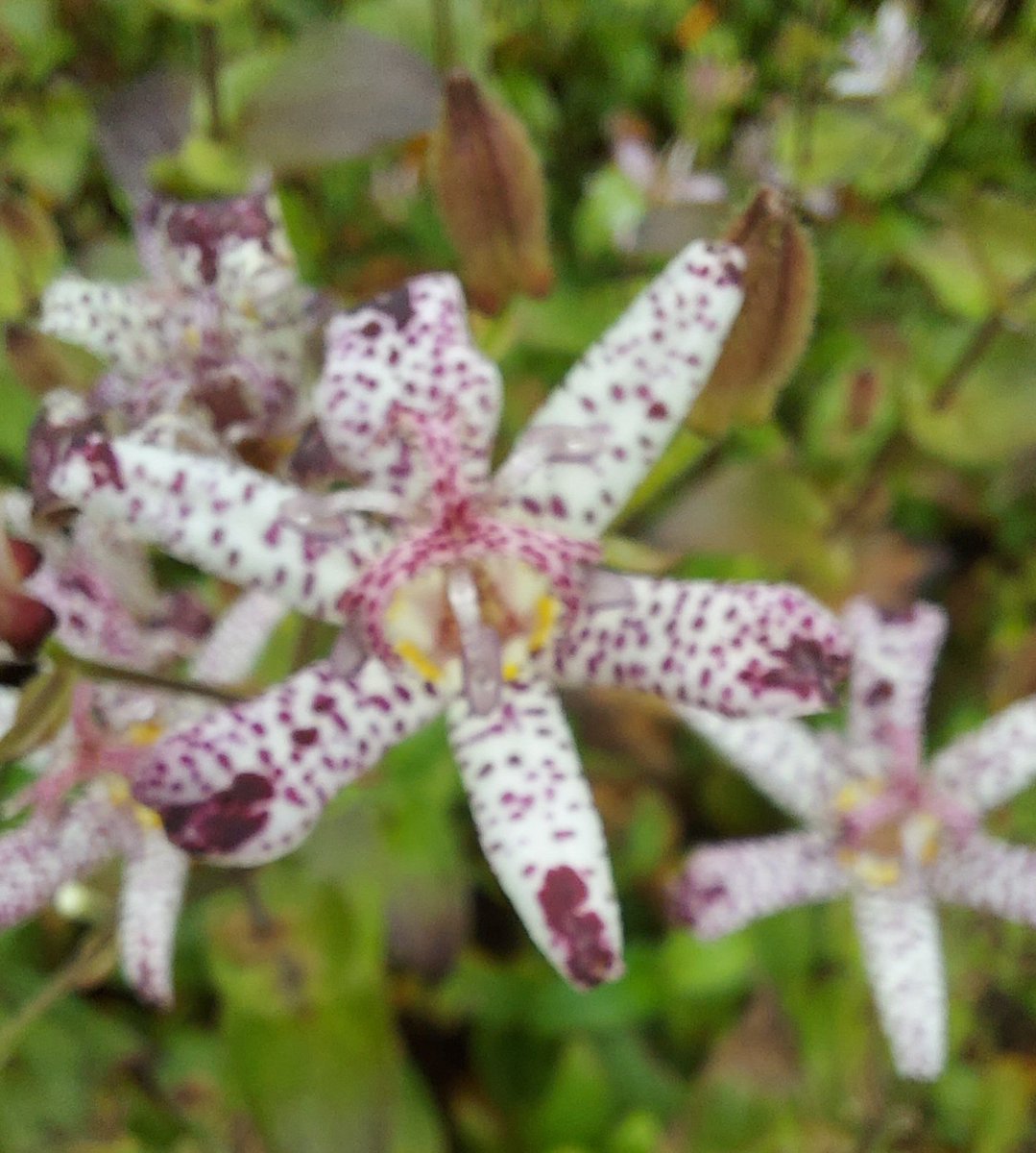 A sea of the small flowers of the Tricyrtis hirta , in macro shot you can see how beautiful these flowers are 
#tricyrtis #paddelelie #herfst #autumn