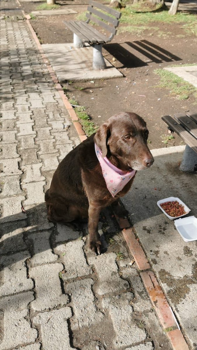 Buenas, esta perrita está perdida en el parque de Villa Alsacia en Bogotá, ayúdenme a encontrarle familia o un hogar de paso 💔