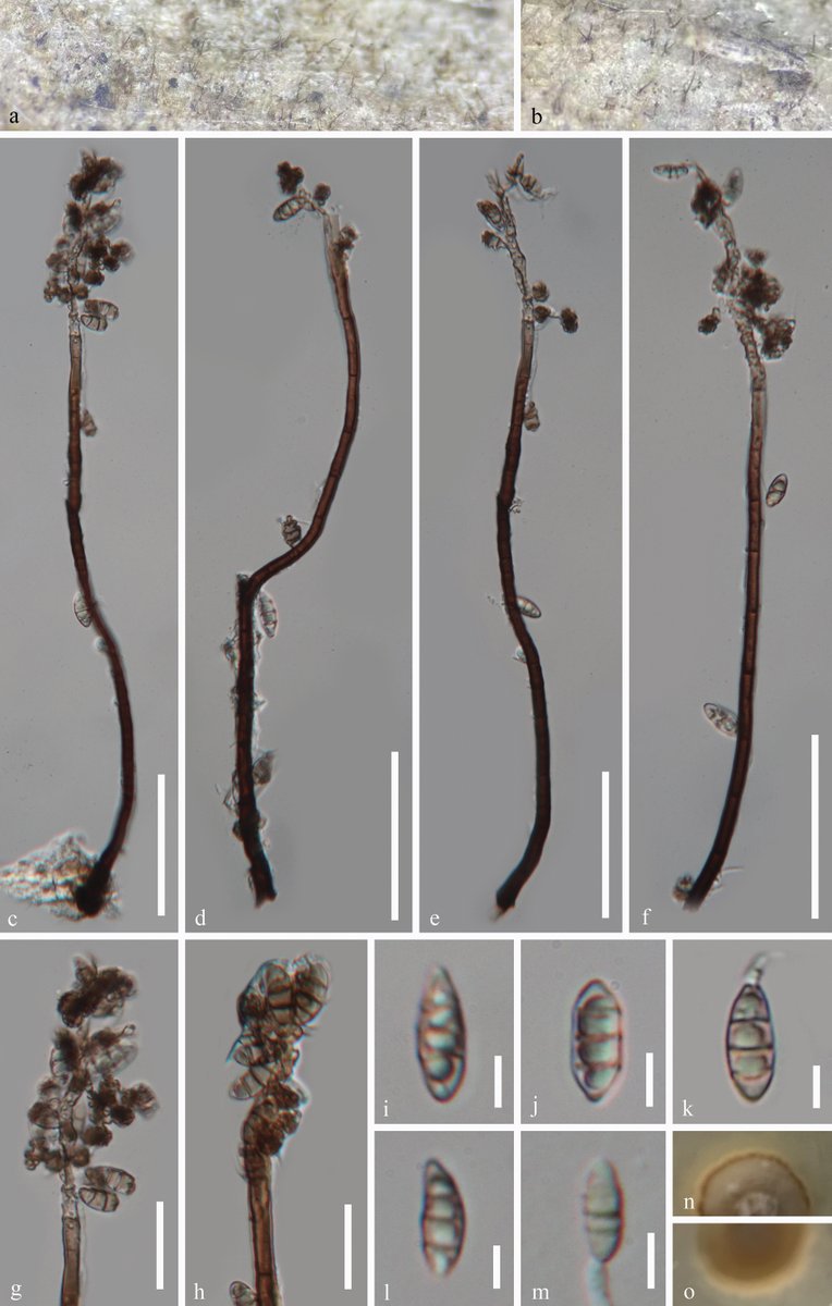 Morphological and phylogenetic analyses have revealed two new 𝑅ℎ𝑜𝑑𝑜𝑣𝑒𝑟𝑜𝑛𝑎𝑒𝑎 species from China.

🔗 doi.org/10.3897/mycoke…