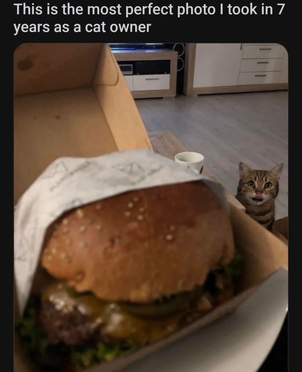 cat dad (@catdadeth) on Twitter photo 