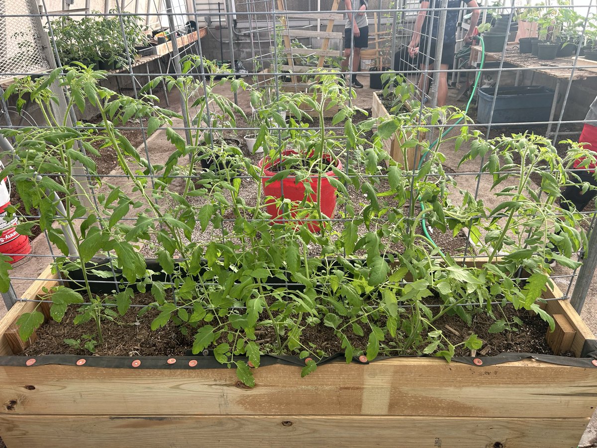 It’s been a few weeks since we’ve posted, sorry. Check out the Animal and Plant Science project! They have been working on their vertical vegetable production and we are just good getting started with harvesting cucumbers and sugar snap peas. Everything is looking good?