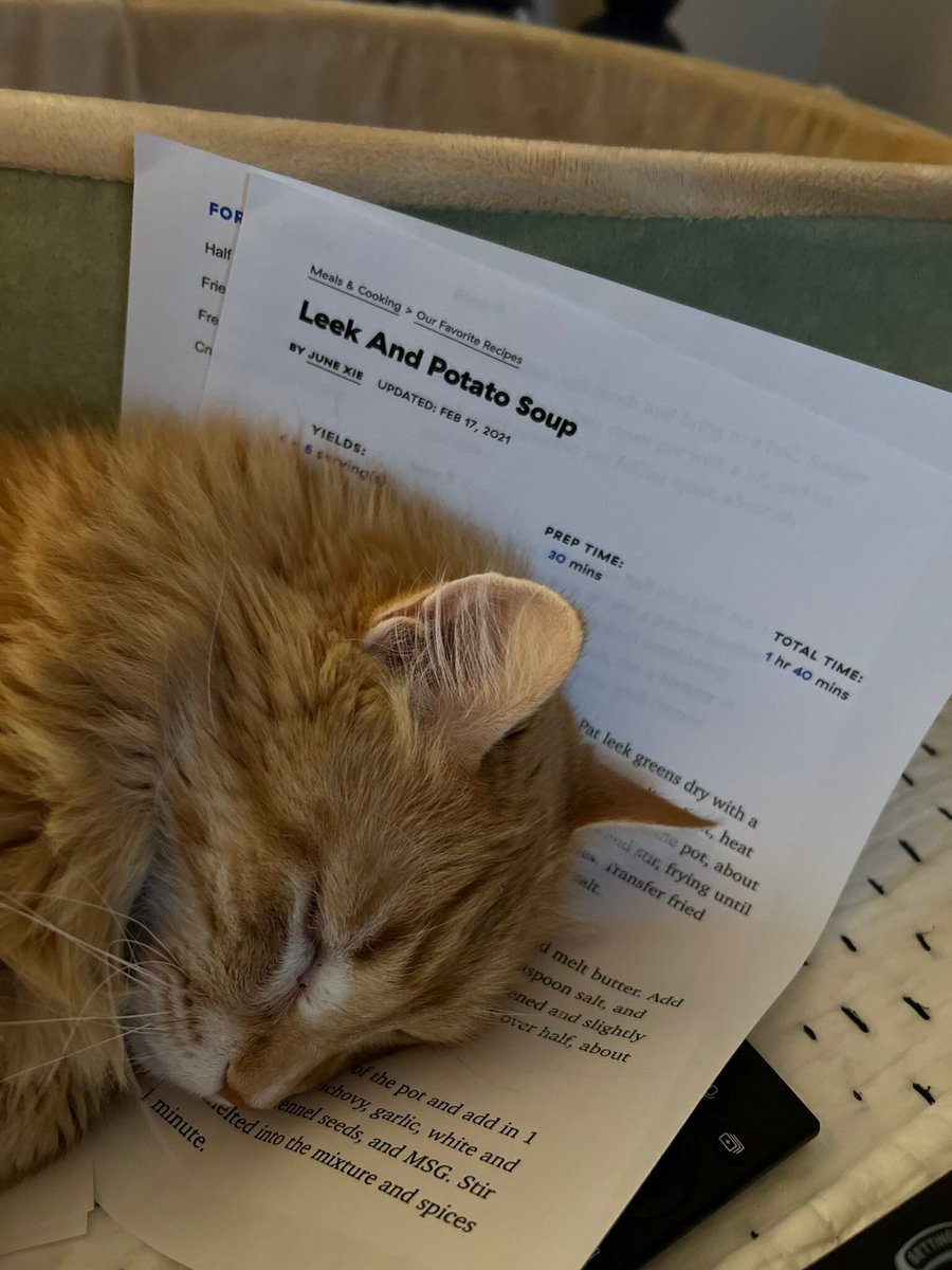 Posts Of Cats tweet media