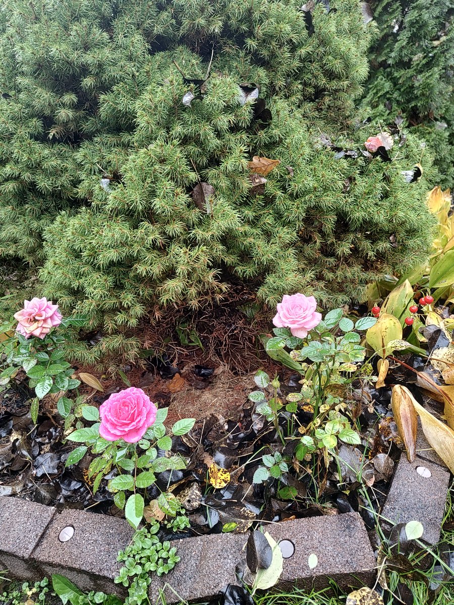 Sergey Dmitriev (@vauzhao) on Twitter photo 