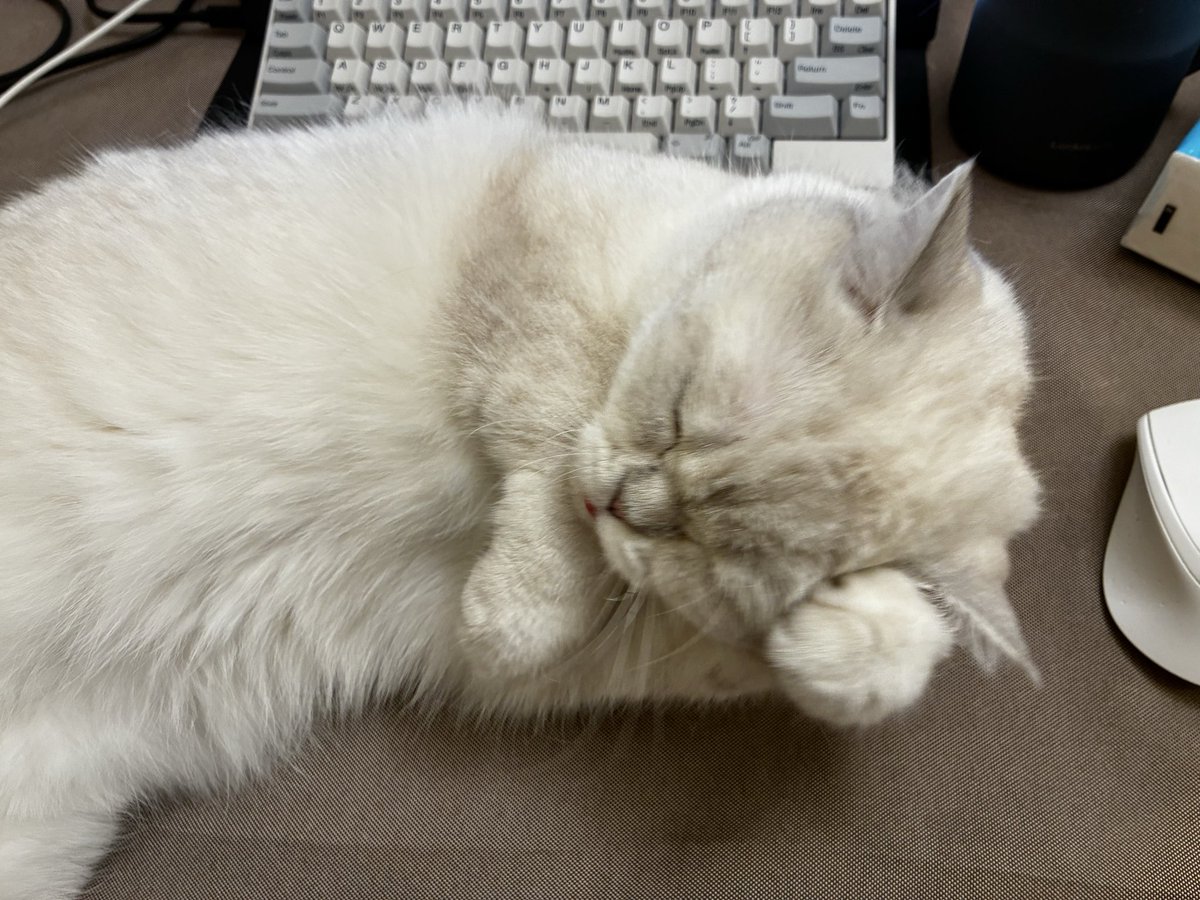 空仓本质是对未来机会的伺机，相信一定会有更好的猫猫出现