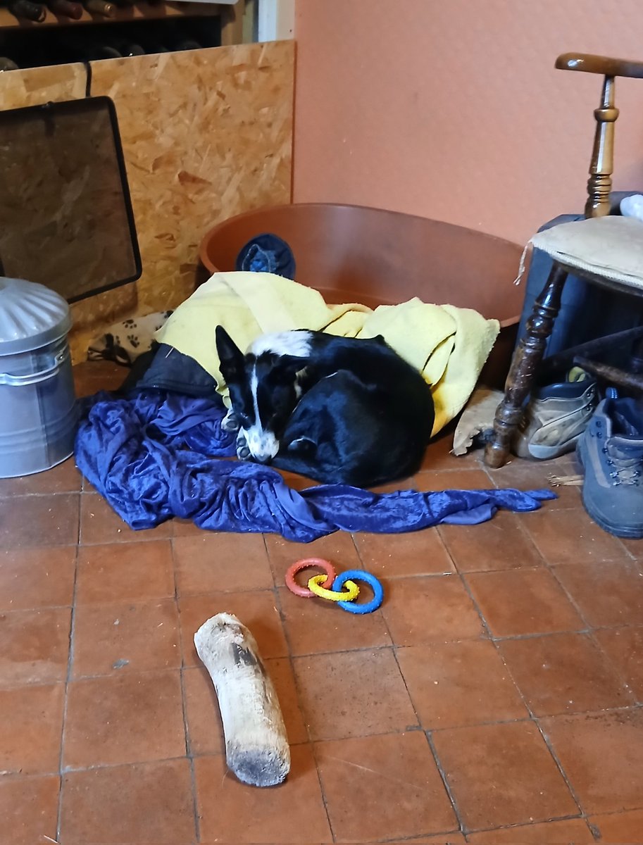 She's just been told off for chewing H1's bed, she doesn't like me telling her off, I don't shout, I just use a calm voice.

It used to have the same effect on the kids when they were younger, apparently, I'm far scarier when I speak calmly than when I shout 🫣