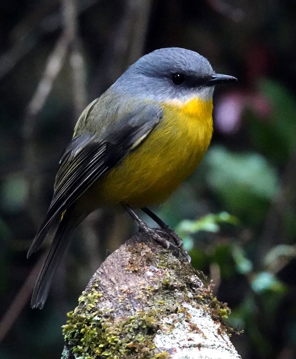 I was lucky to be stood in the perfect spot when this beautiful Eastern Yellow Robin popped out of the undergrowth for a final feed at dusk in the rainforest at O' Reilly's Lodge, Queensland, Australia. What an amazing place packed full of great birds and stunning scenery.