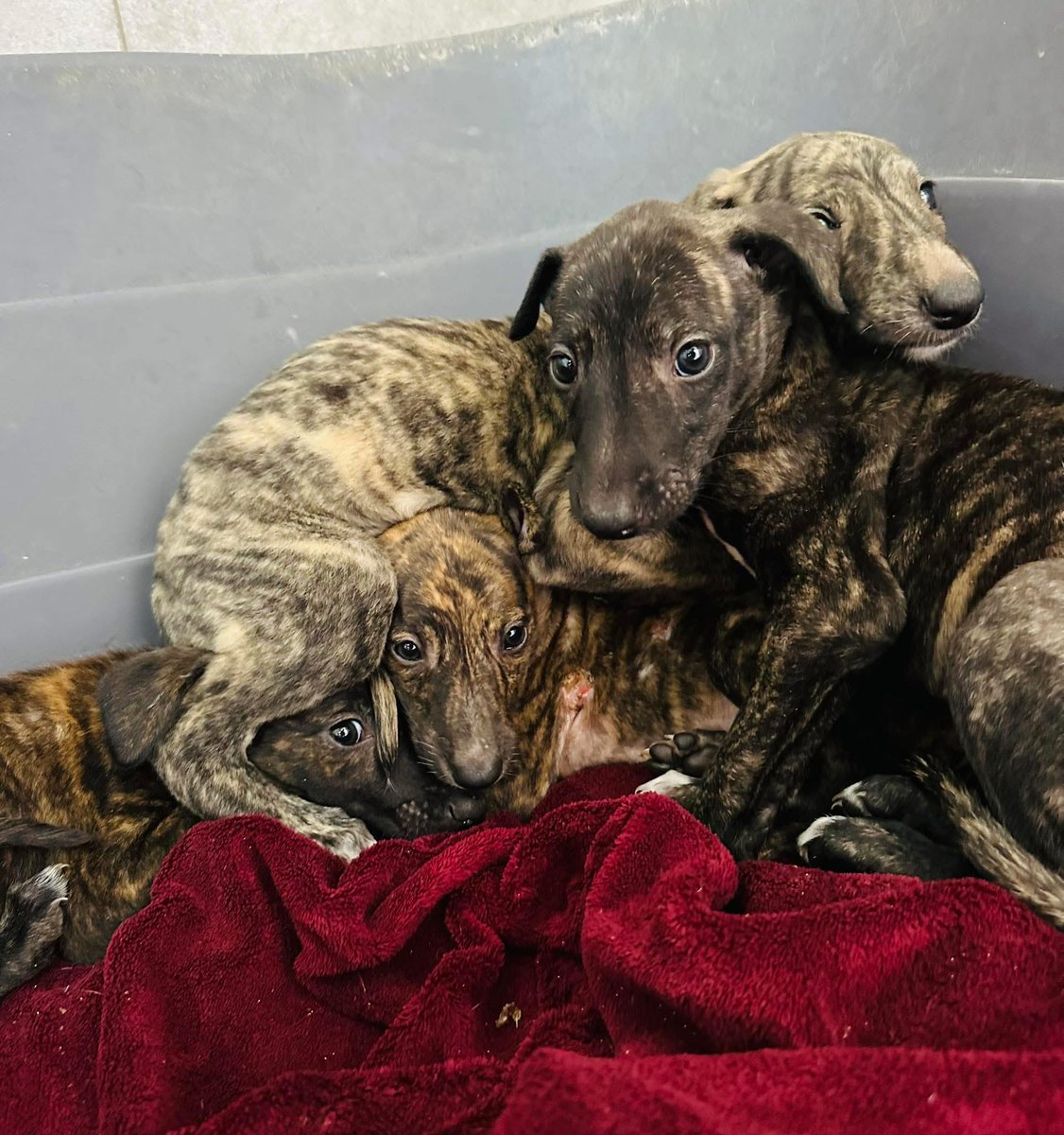 GalgosdelSol's tweet image. The four peanuts 🥜 are absolutely terrified. 
Sadly the Galguero had started giving the puppies away to other hunters at just 4 weeks old. 
Luckily Lara was able to pick up the last 4 😞
They are terrified and I can only imagine how scared the others are with no love or comfort.…