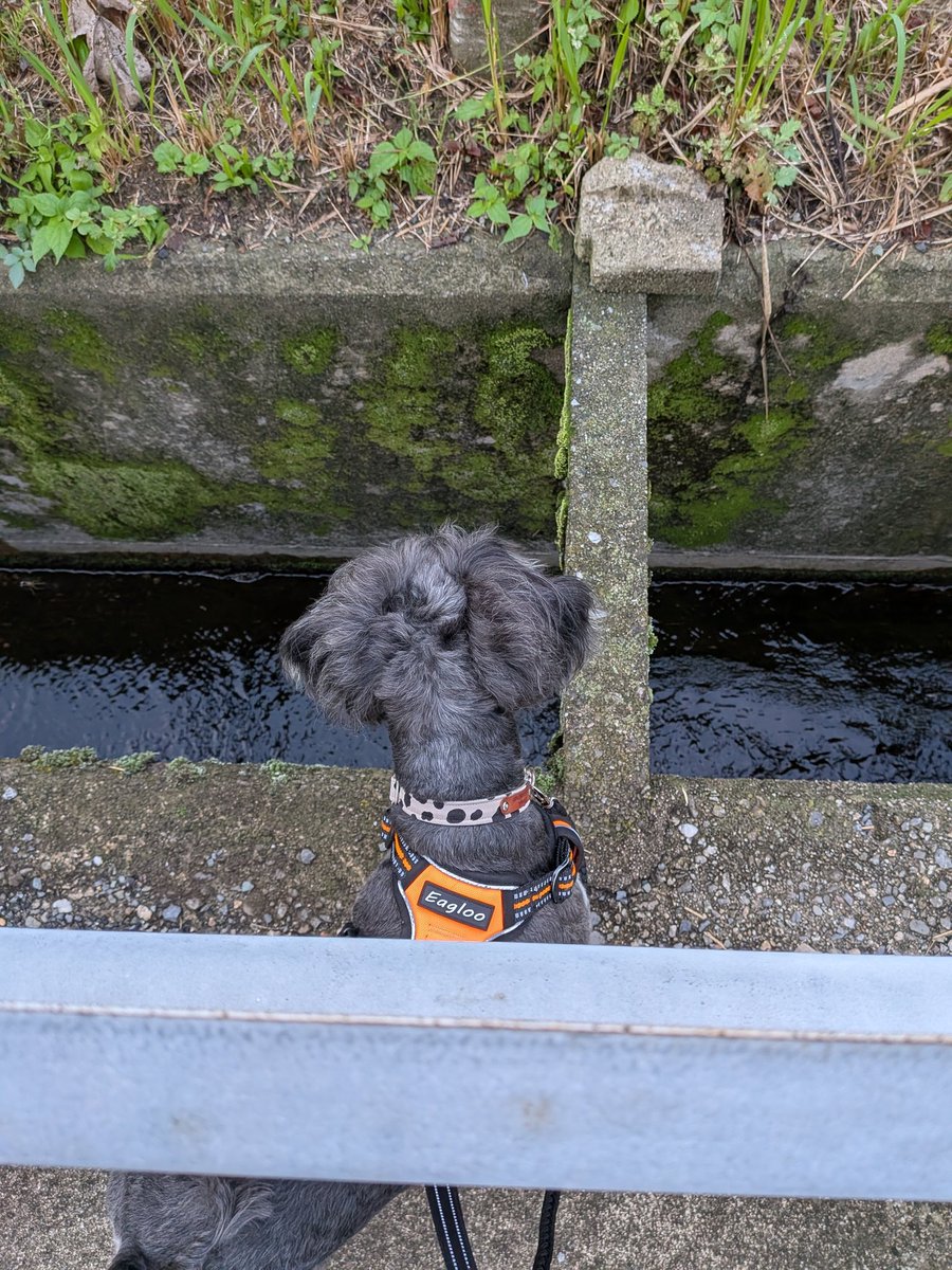 みぞがあったら　のぞきたい(ひさびさ)👀🐶