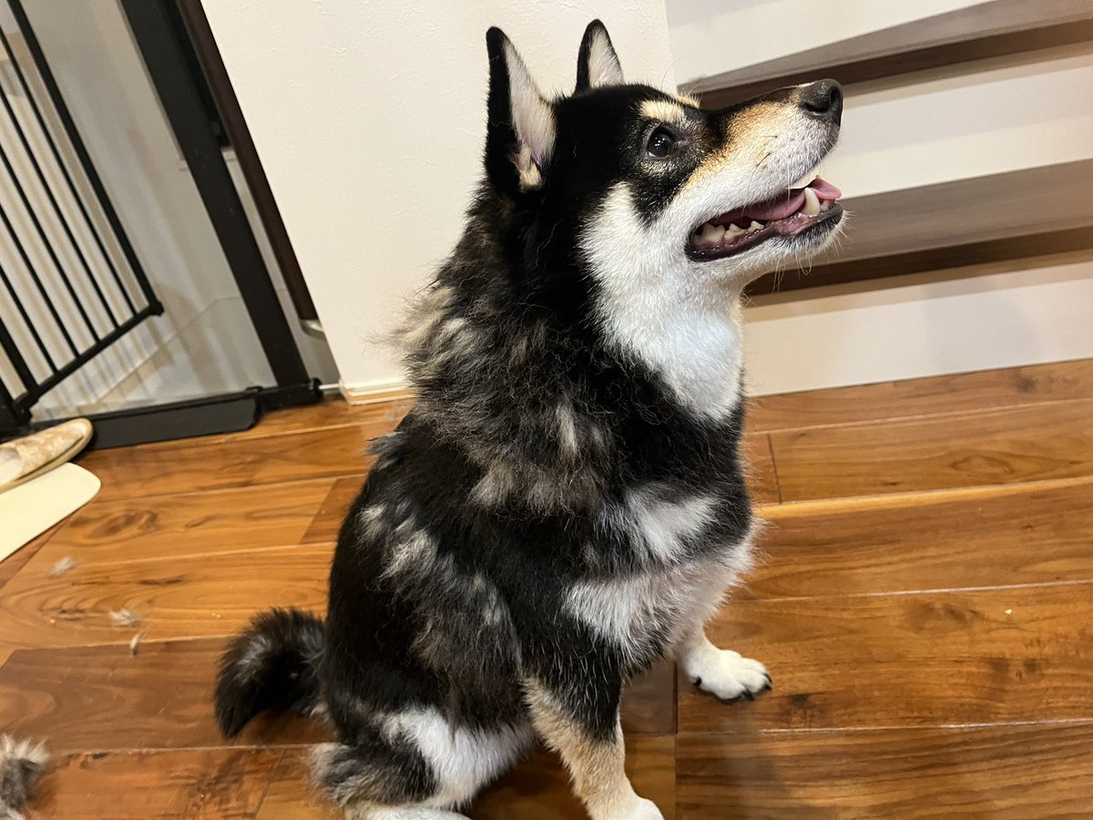 換毛期シャワー後の犬(どちら犬様ですか？)