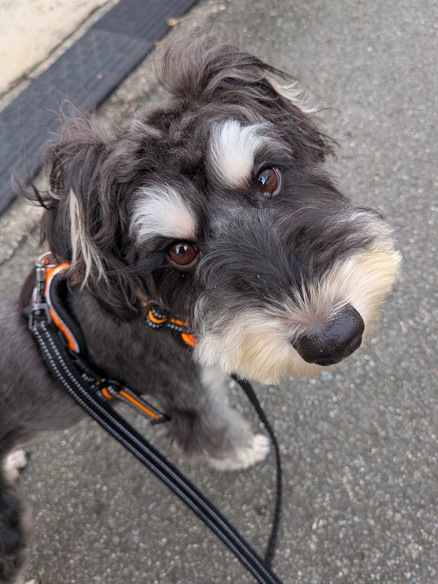 きょうのぬしサ（飼い主サービス）🐶