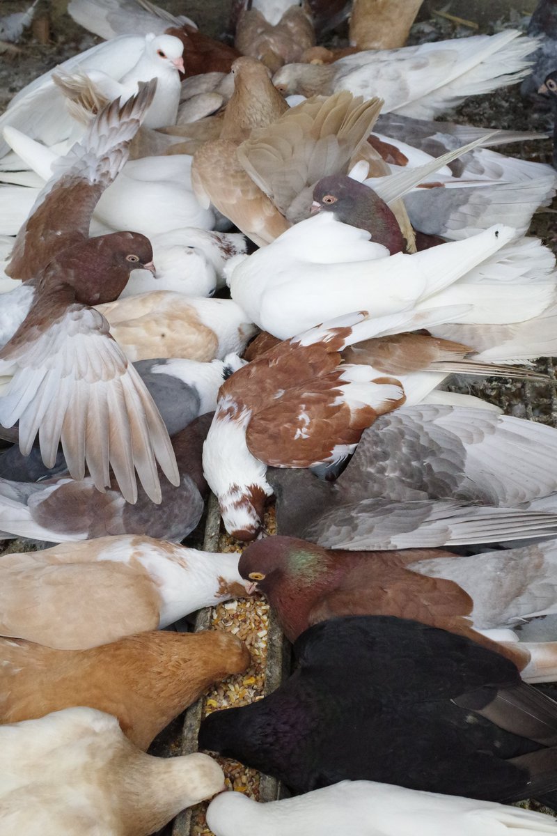 Je les nourris tous les jours, ils me connaissent et m'attendent et viennent réclamer si je tarde.
En ce jour, 13-10-2025 mes pigeons blancs, mes colombes du retour tant espéré...