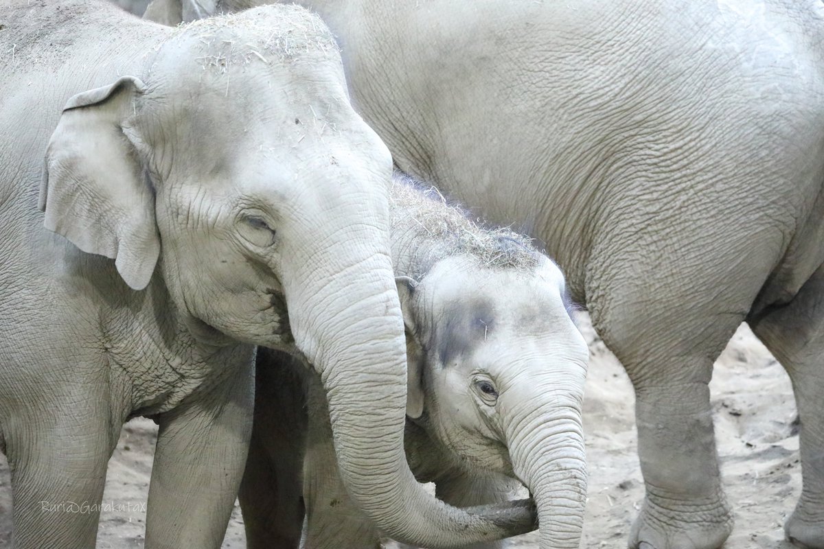 円山写ん歩
おてて、つないで。
……手？
***
Maruyama zoo walk
Hand in hand
***
🐘
🐘
#円山動物園 #アジアゾウ #ニャイン #タオ
#maruyamazoo #asianelephant #nyein #tao