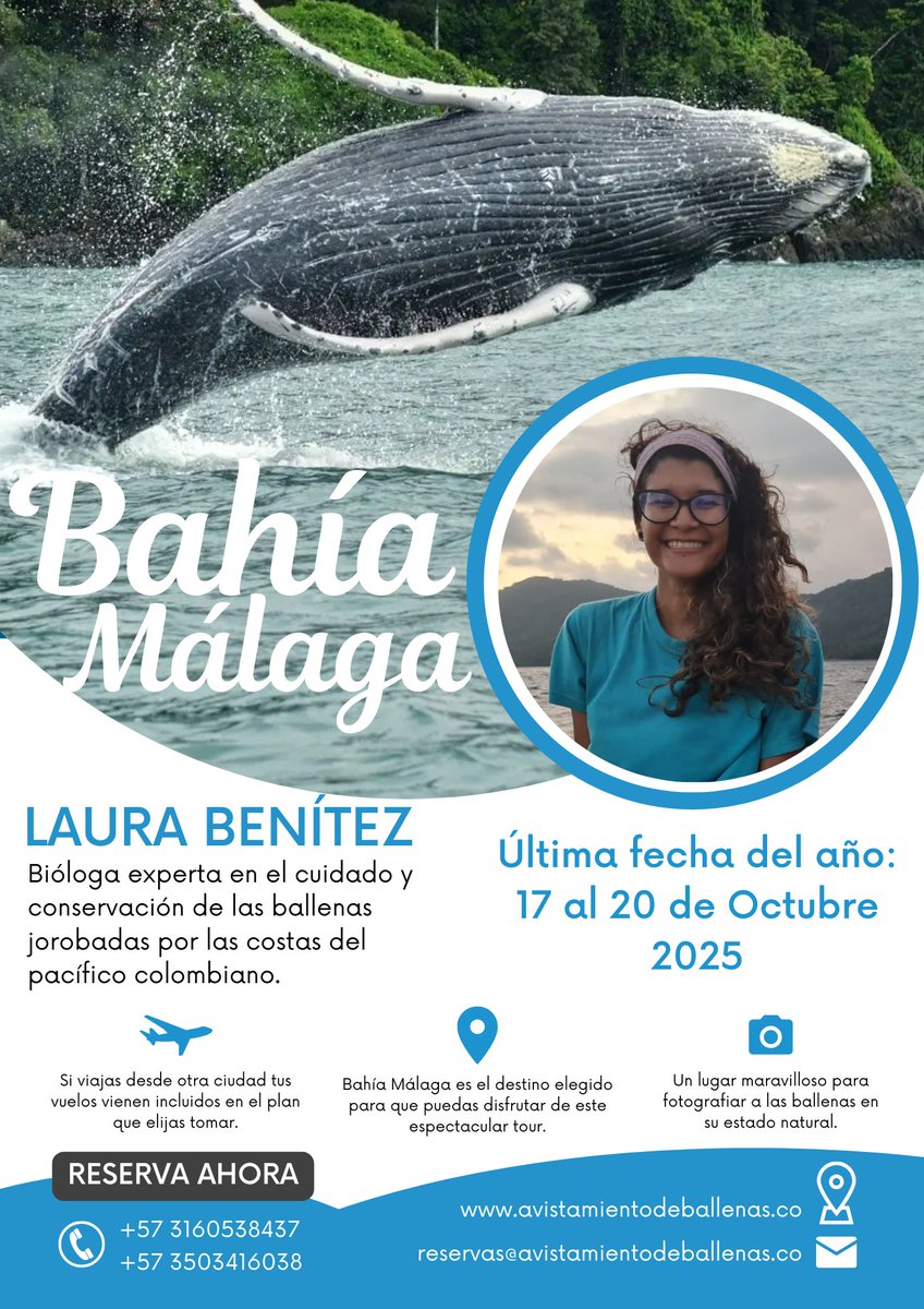 Avistamiento de Ballenas Colombia tweet media