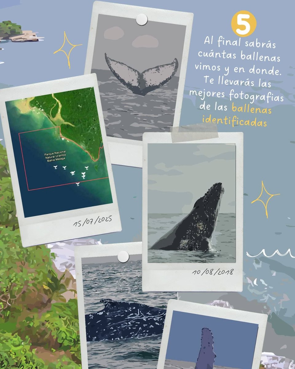 Avistamiento de Ballenas Colombia tweet media