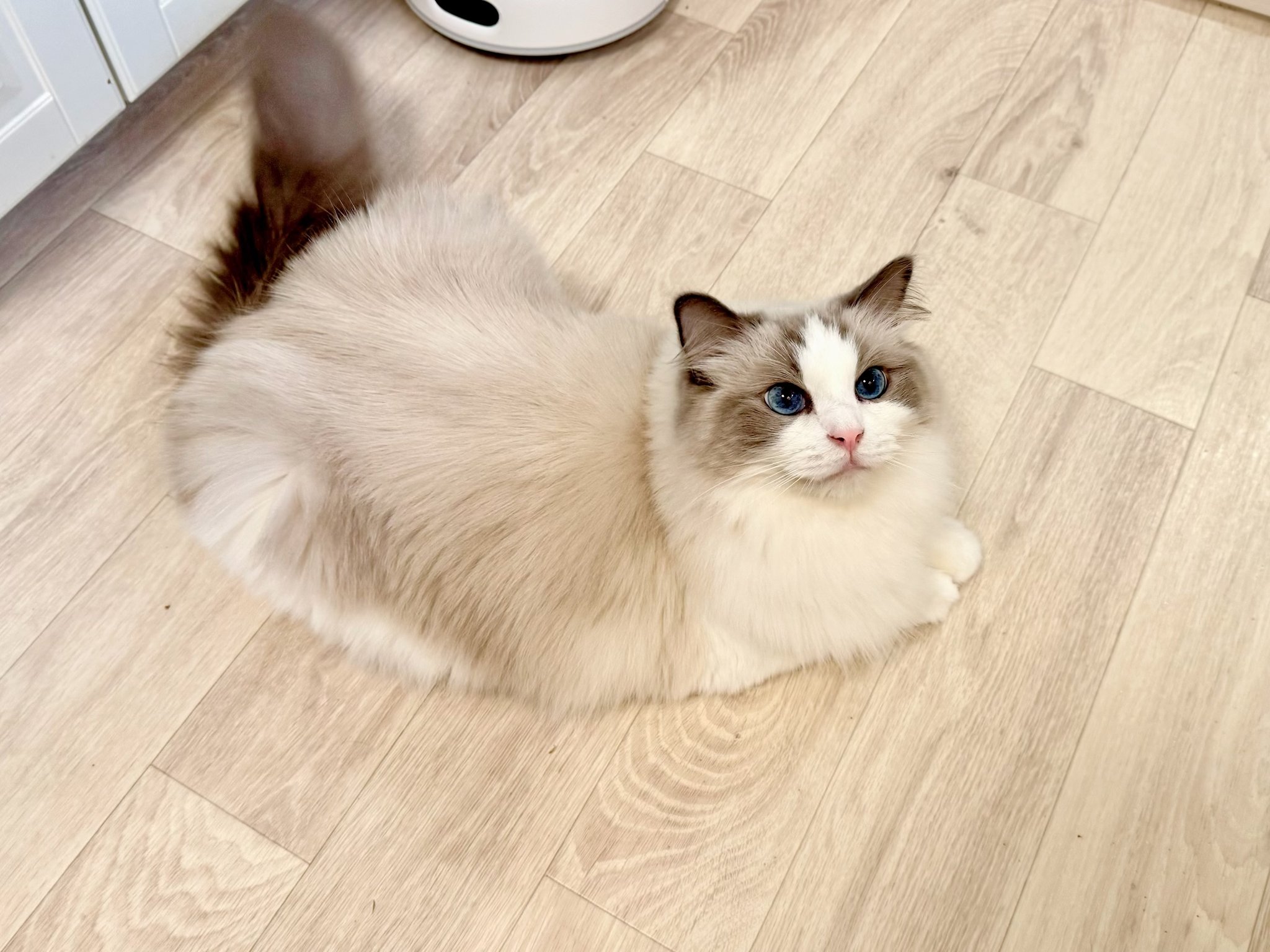 猫 送料無料 1/6 JXK studio JXK109 太った猫 頭入り替え可 - 1/6