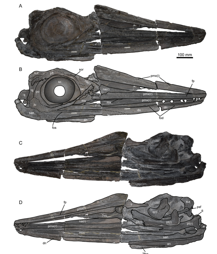 Dinoh555's tweet image. Honoring one of the mos influenctial Comics from SA
Eternauta patagonica gen. et sp. nov.: a new ophthalmosaurid ichthyosaur from the Upper Jurassic of Patagonia and its palaeoecological implications
tandfonline.com/doi/full/10.10…