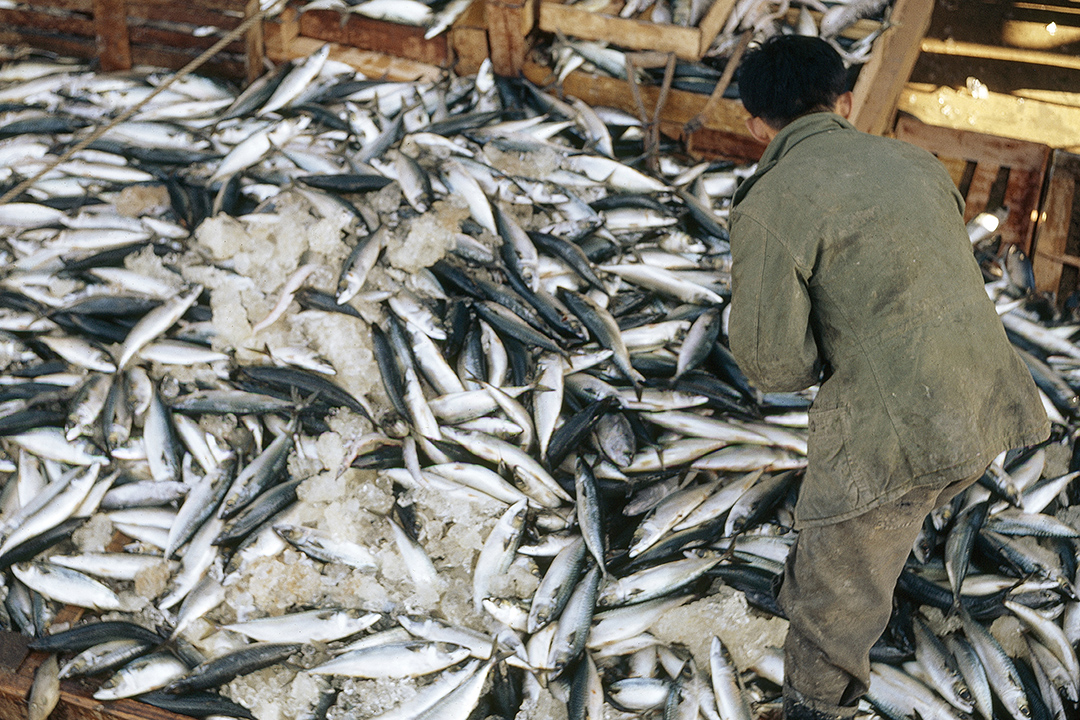 The World Trade Organization (<a href="/wto/">WTO</a>) Agreement on Fisheries Subsidies entered into force, responding to SDG target 14.6 aimed at, by 2020: prohibiting fisheries subsidies which contribute to overcapacity and overfishing. Find out more: nature.ly/4q7tZ9n © UN Photo/M Guthrie