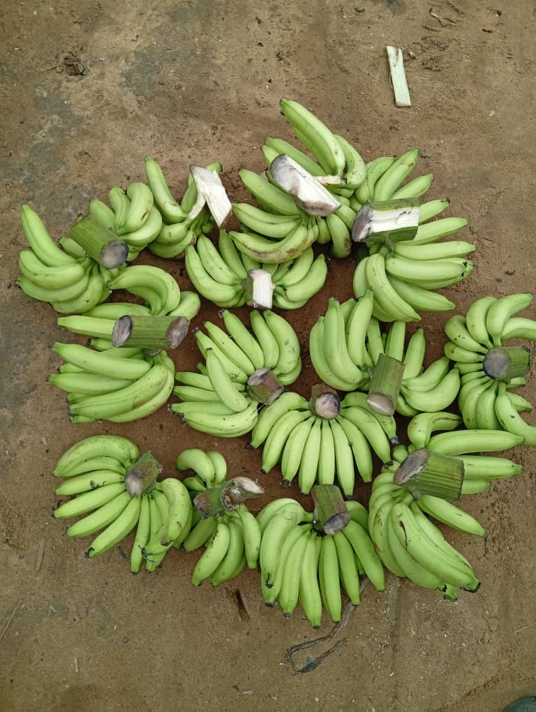 This my specie of banana reproduce giant bunch like this.

May your life be more fruitful than this banana.