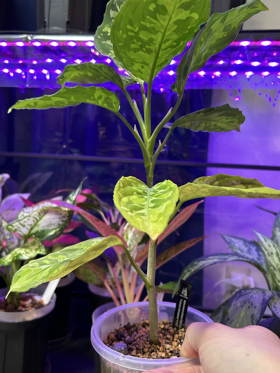 Lesche_naultia's tweet image. アグラオネマピクタムが家に来てから新しく葉っぱ5枚展開した。下から2枚目のだけ黄色くなって枯れたが問題なく順調に育ってる。お高い植物なので枯らさないかドキドキしながら頑張って大事に育ててる。ネイティブフォレストのラベルかっこ良いよね🤩
 #nativeforest
 #アグラオネマピクタム