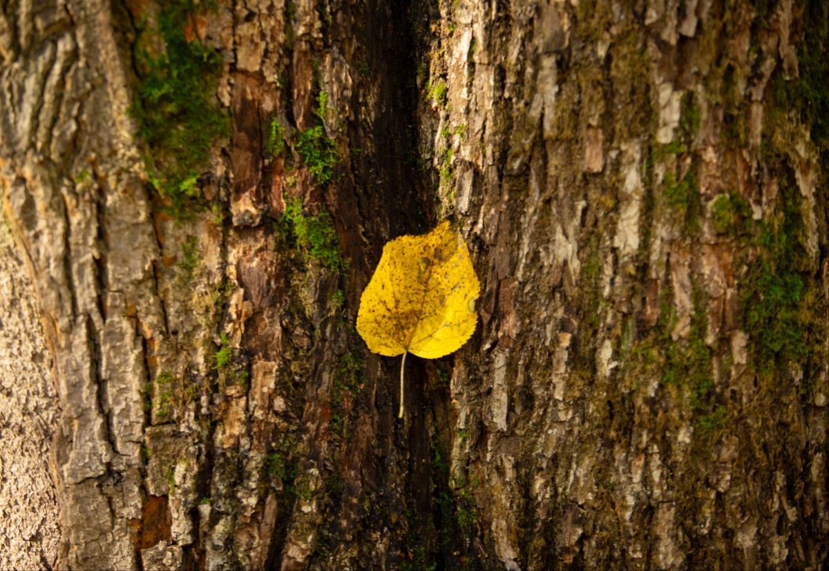 savebitza's tweet image. Золотая осень в Битцевском лесу.
Фотограф Елена Медведева