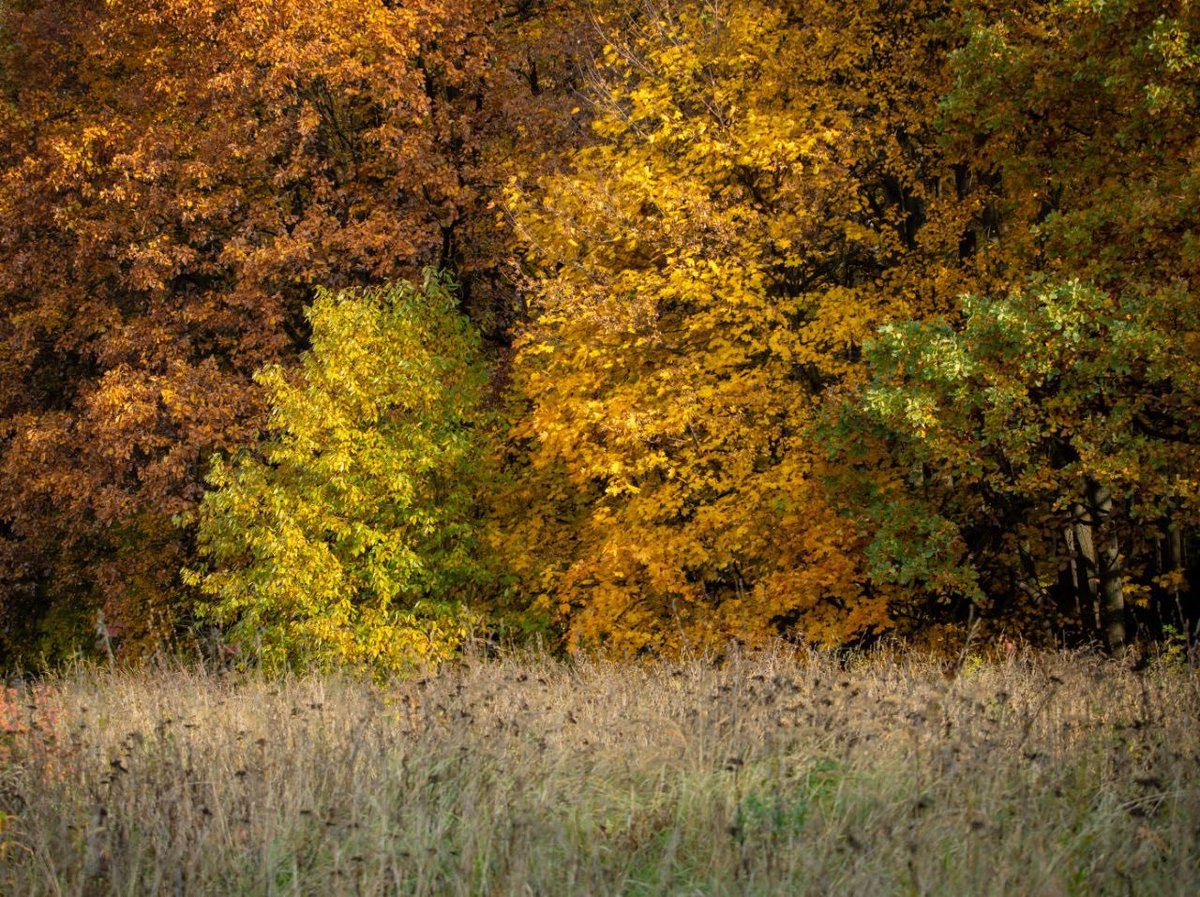 savebitza's tweet image. Золотая осень в Битцевском лесу.
Фотограф Елена Медведева