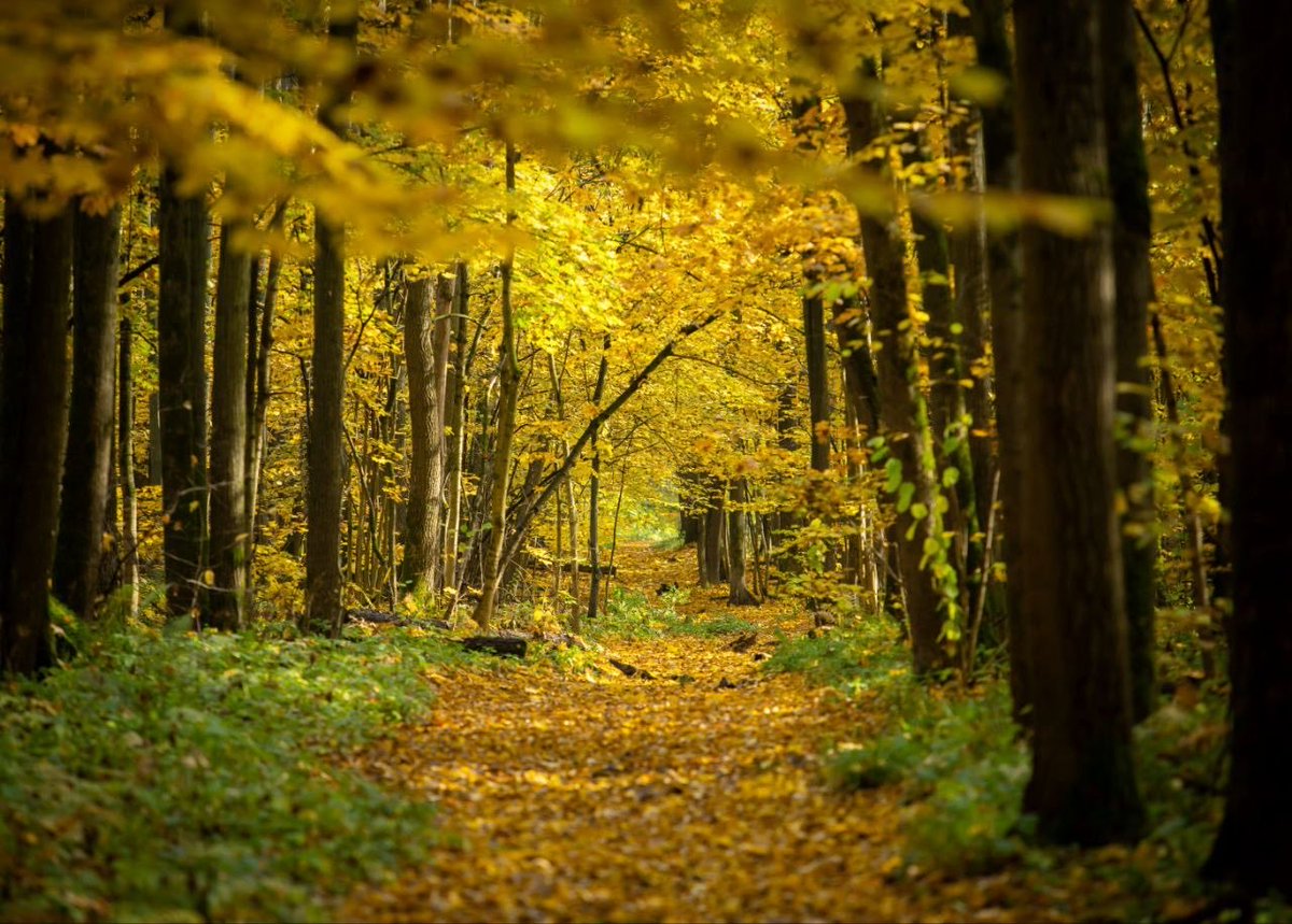 savebitza's tweet image. Золотая осень в Битцевском лесу.
Фотограф Елена Медведева